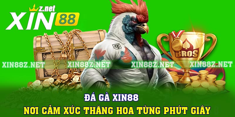 Đá Gà Xin88 - Nơi Cảm Xúc Thăng Hoa Từng Phút Giây