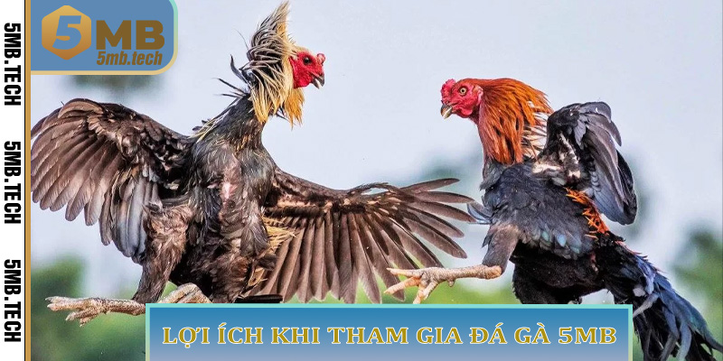 Lợi Ích Khi Tham Gia Đá Gà 5MB
