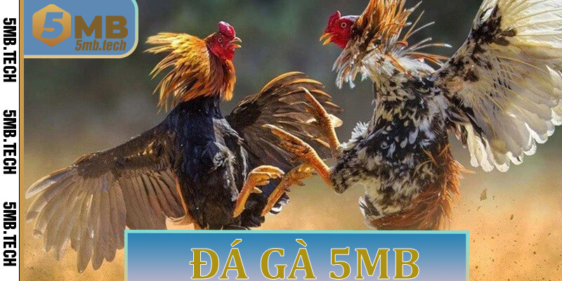 Đá gà 5MB